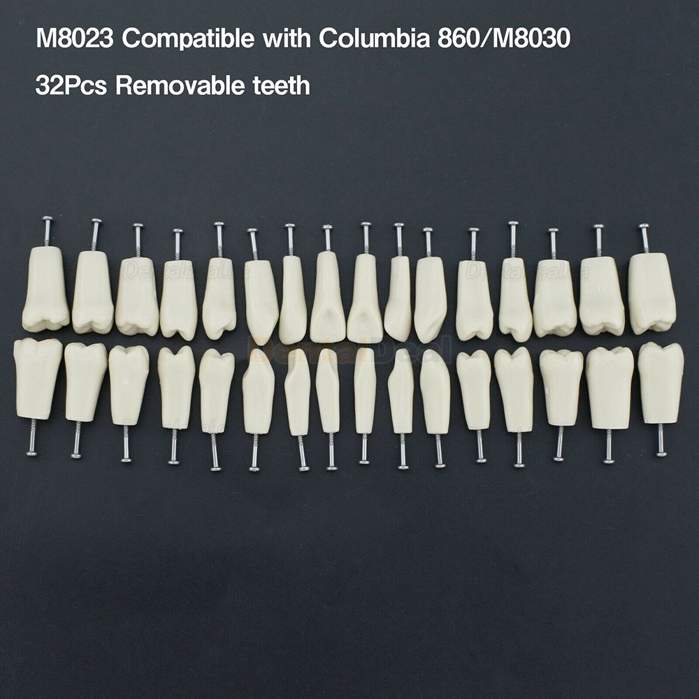 Dental Typodont M8023 32Pcs Replacement Teeth Fit Columbia 860